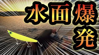 【シーバス】秋の荒食いシーズンにはバナナが効きます【アイマポッキー210】