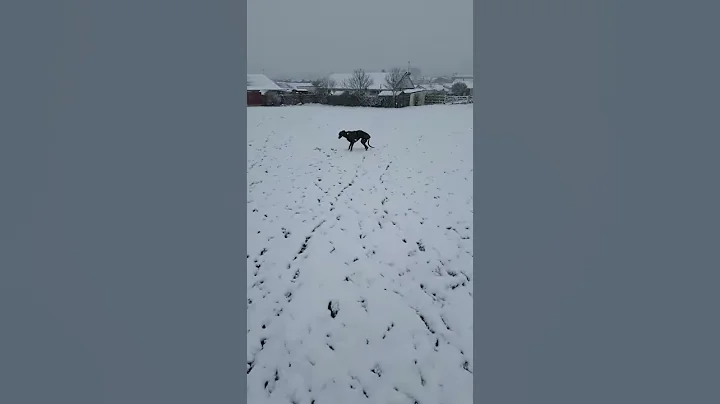 Whippet in snow