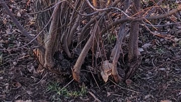 Slide Show: Removing and Preventing Suckers