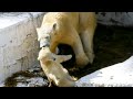 シロクマの赤ちゃん『ホウちゃん』💗ユーフォ―キャッチャーにつかまる　Polar bear baby "Ho-chan" 💗 Grabbed by a euphoric catcher
