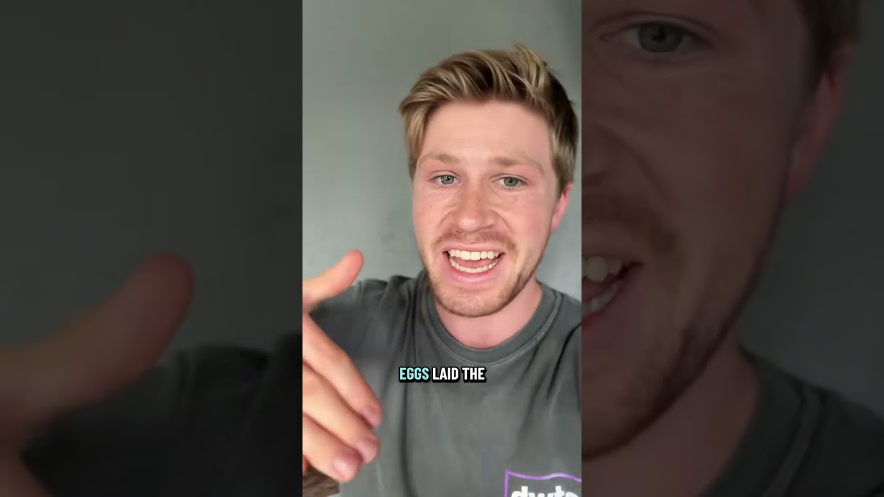 These are the birds with the most rizz,comment if I missed any 