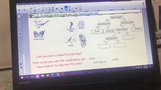 Year 6 Science - Classification Keys with Miss L
