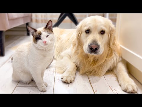 The Cat that never leaves the Golden Retriever