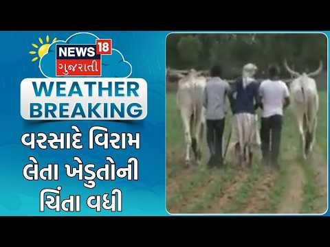 Mahesana Crop Damage | વરસાદે વિરામ લેતા ખેડુતોની ચિંતા વધી | Monsoon | Rain | Heavy Rain Forecast