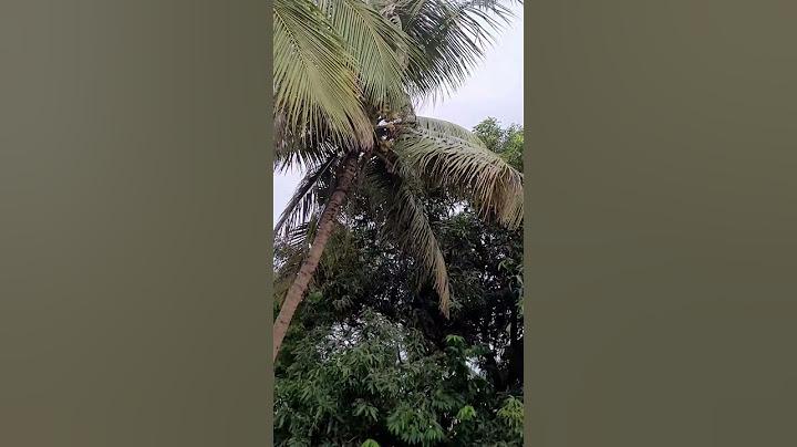 ஃபெங்கல் புயலின் தாக்கம் | #shorts #short #shortfeed #shortsfeed #shortsviral #cylone   #fengal