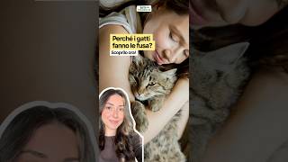 Perché i gatti fanno le fusa?