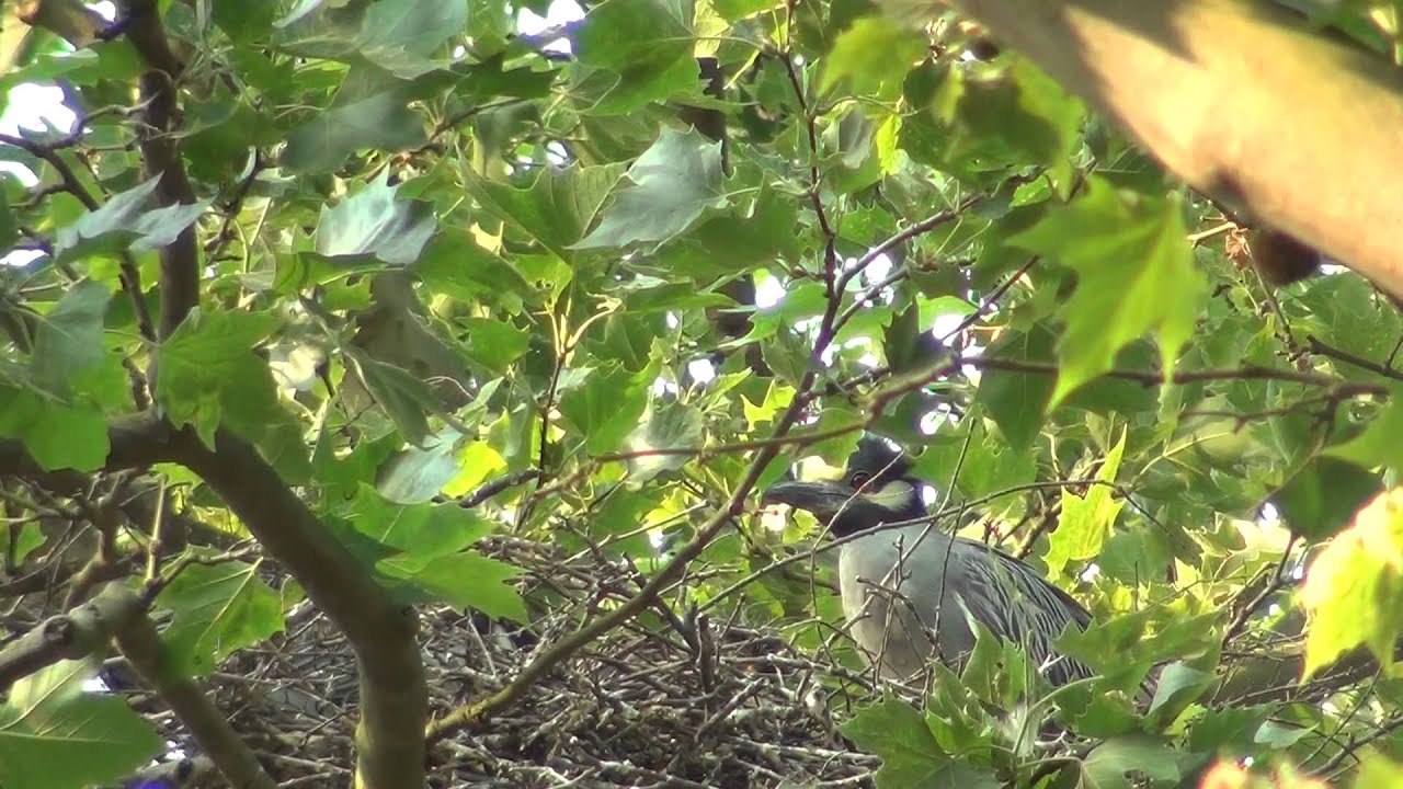 video phone beyonce mp3 Yellow-crowned night heron nest 03. 20120526