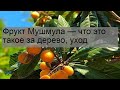 Фрукт Мушмула — что это такое за дерево, уход