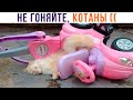 НЕ ГОНЯЙТЕ, КОТАНЫ ))) Приколы с котами | Мемозг 1038