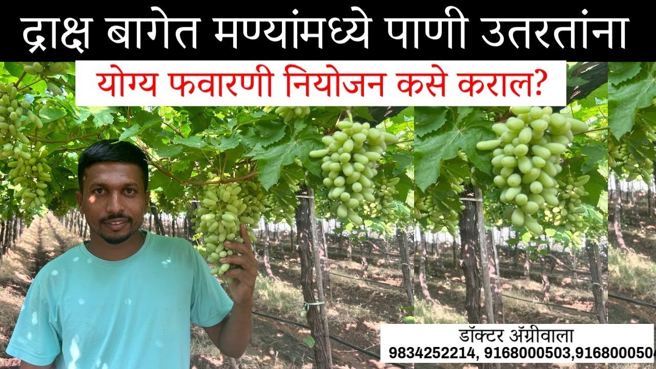 🍇🍇द्राक्ष बागेत मण्यांमध्ये पाणी उतरतांना योग्य फवारणी नियोजन🍇🍇| Doctor Agriwala🍇