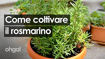 Cosa fare con rosmarino secco?