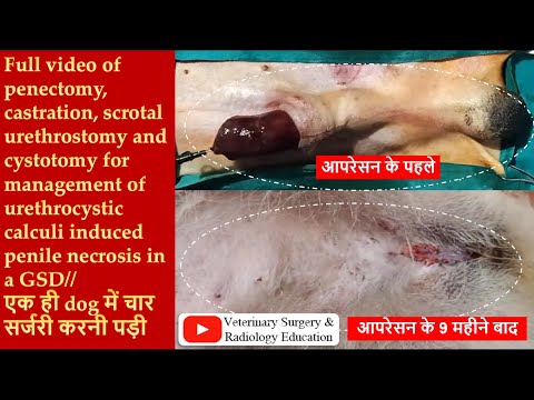 Penectomy, castration, scrotal urethrostomy and cystotomy for paraphimosis in a GSD