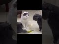 🐈⬛ : Permisi Numpang Lewat #trendingshorts