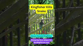 Kingfisher Kills Snake on Birding Planet