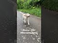 #biancahappydog #funnyshorts #funnyvideos #viral #viralvideo #viralvideos #viralshorts #viralshort