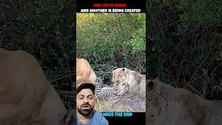 शेर खा गया😱#shorts #trending #viralvideo #tools #animals