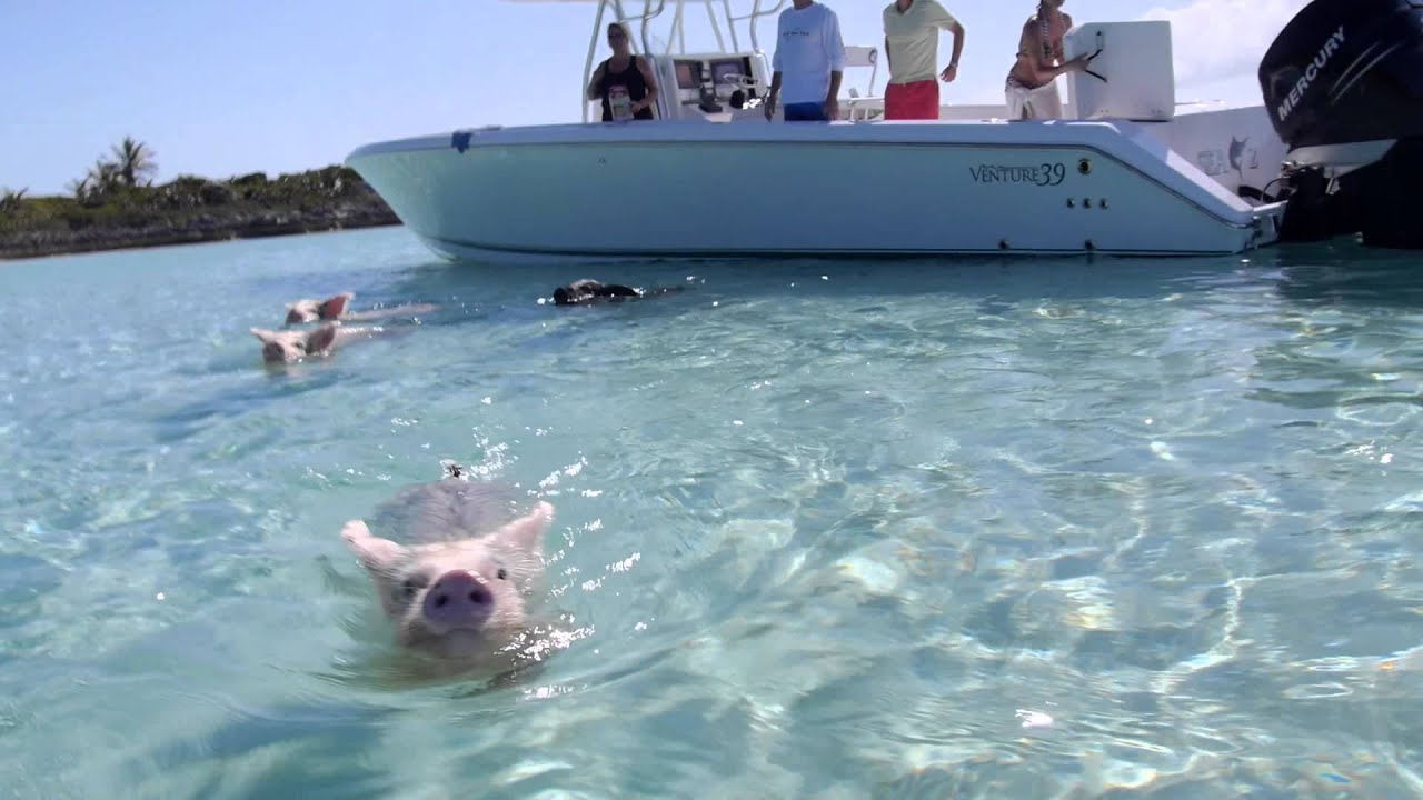 Swimming Pigs Grand Isle Resort Spa Great Exuma Bahamas You