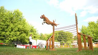 APBT Brave Fighter&#39;s Pure Energy. Dog Show Jump&#39;n&#39;Gym 2023