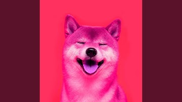 Remarkable Backdrops for Calming Pooches