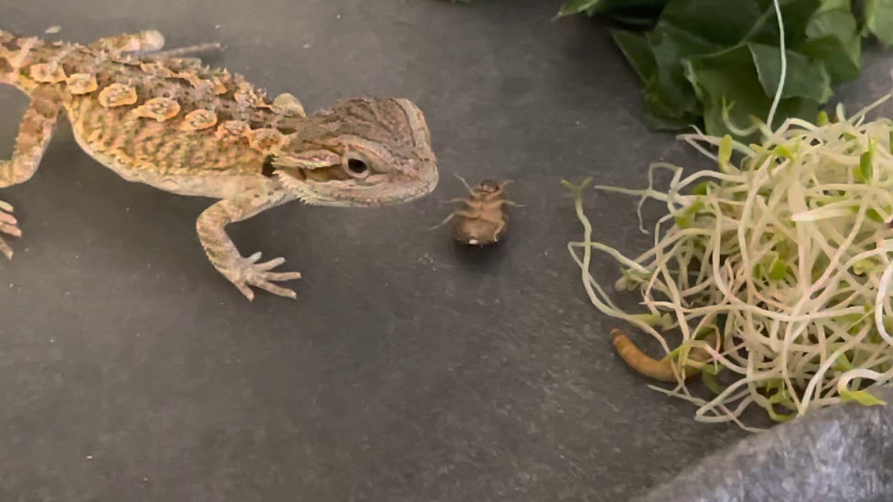 Baby bearded dragon first live insect feeding! Dubia roaches and