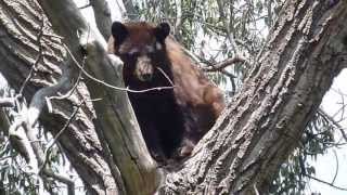 Black Bear Wuffing