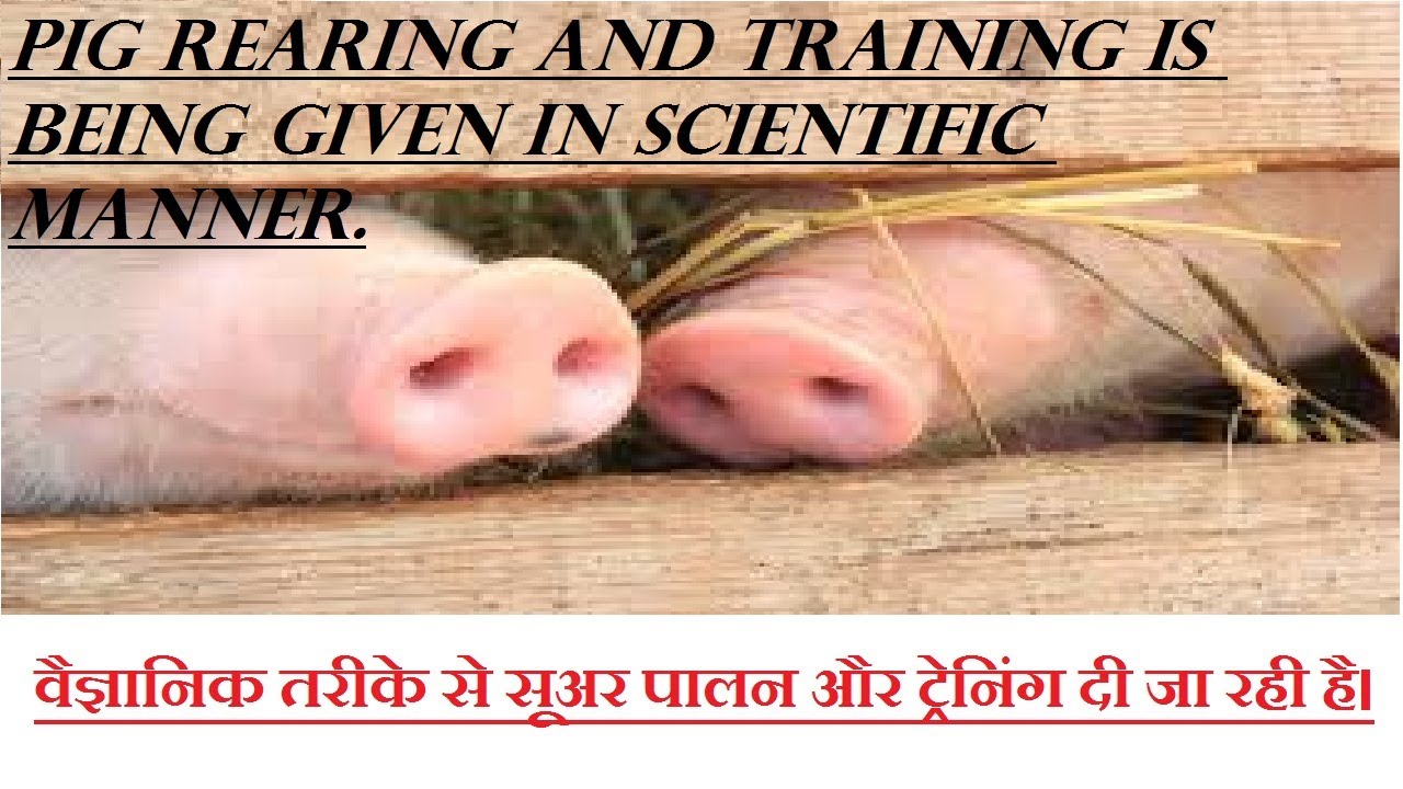 piglet & pigs for sell Raghuvanshi pig farm Noida sector135 