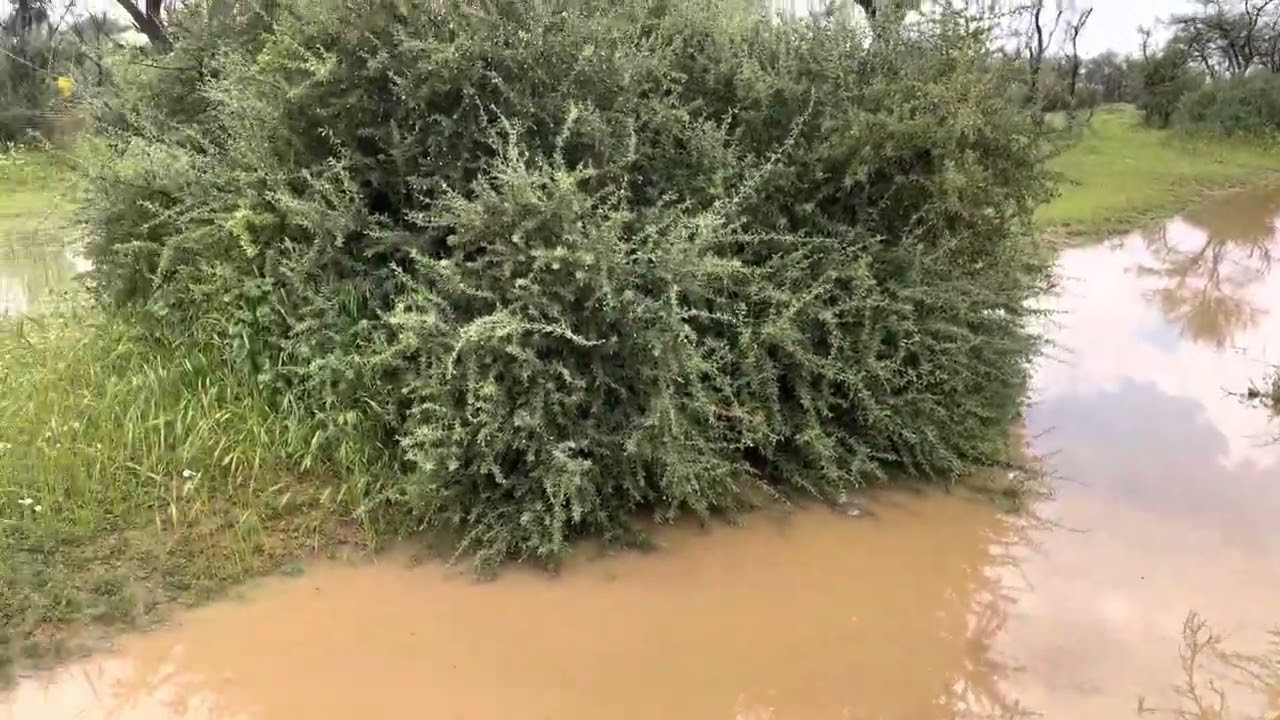 روضة خريم غرقانه اليوم الإثنين ١٤٤٤/٨/٢١ تصوير خالد المبدل