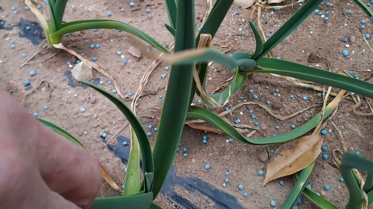 마늘 잠깨우기 마늘이 바로흡수 하는 비료종류 추비하는 방법을 공유