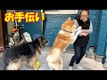 働く犬達・空き缶潰しのお手伝い秋田犬そら・シェパード犬マック