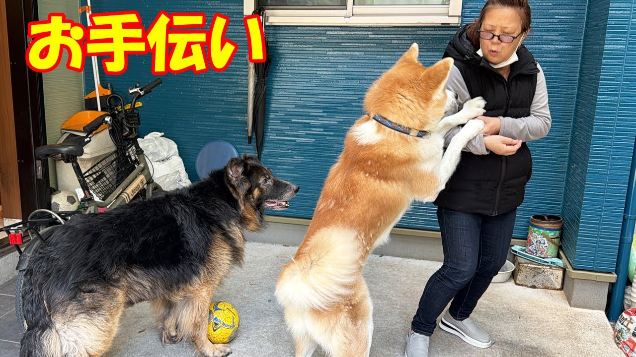 Working dogs: Sora the Akita and Mac the German Shepherd helping