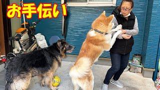 働く犬達・空き缶潰しのお手伝い秋田犬そら・シェパード犬マック