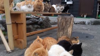 猫島の食堂付近が猫の溜まり場になっている!