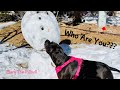 Pitbull Dog Reacts To Snowman