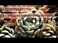 Преимущества выращивания суккулентов