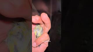 Cek kesehatan burung di aviary #kicaumania #burung #bolang #mikatburung #aviary #shorts