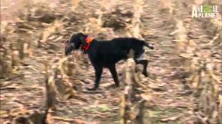 Dogs 101   German Wirehaired Pointer Information