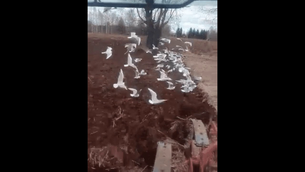 Mine, mine, mine!  Seagulls follow a farmer's tractor.