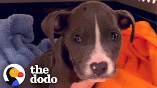 Puppy Abandoned In A Basket Chases Her Rottweiler Sister Now | The Dodo