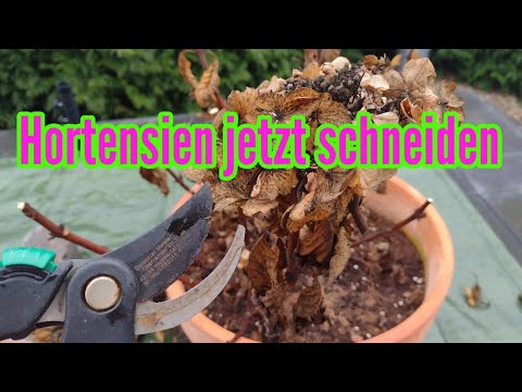 Video: So pflanzen Sie im Frühjahr und Herbst Hortensien im Freien