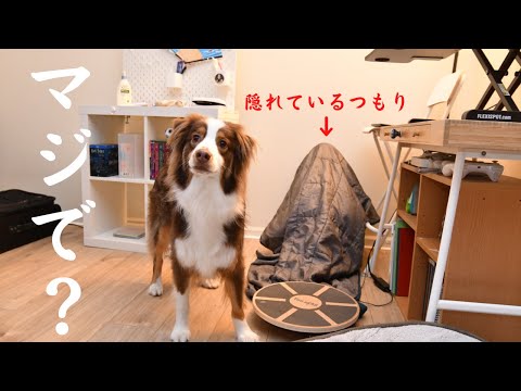 【犬とかくれんぼ】子どもの隠れ場所が簡単すぎて困惑する愛犬がかわいい|オーストラリアンシェパードと遊ぶ