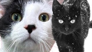 FUNNIEST CAT VIDEOS 😂  FUNNY CATS COMPILATION #50 #cat #funnycats #catcompilation #funnyanimals by Funny Felines 619 views 9 months ago 39 minutes