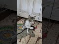 Guneet Ki Naughty Cat 🐱 | Chuha Dhoondhte-Dhoondhte Rassi Game Aur Haldi Treatment 😂