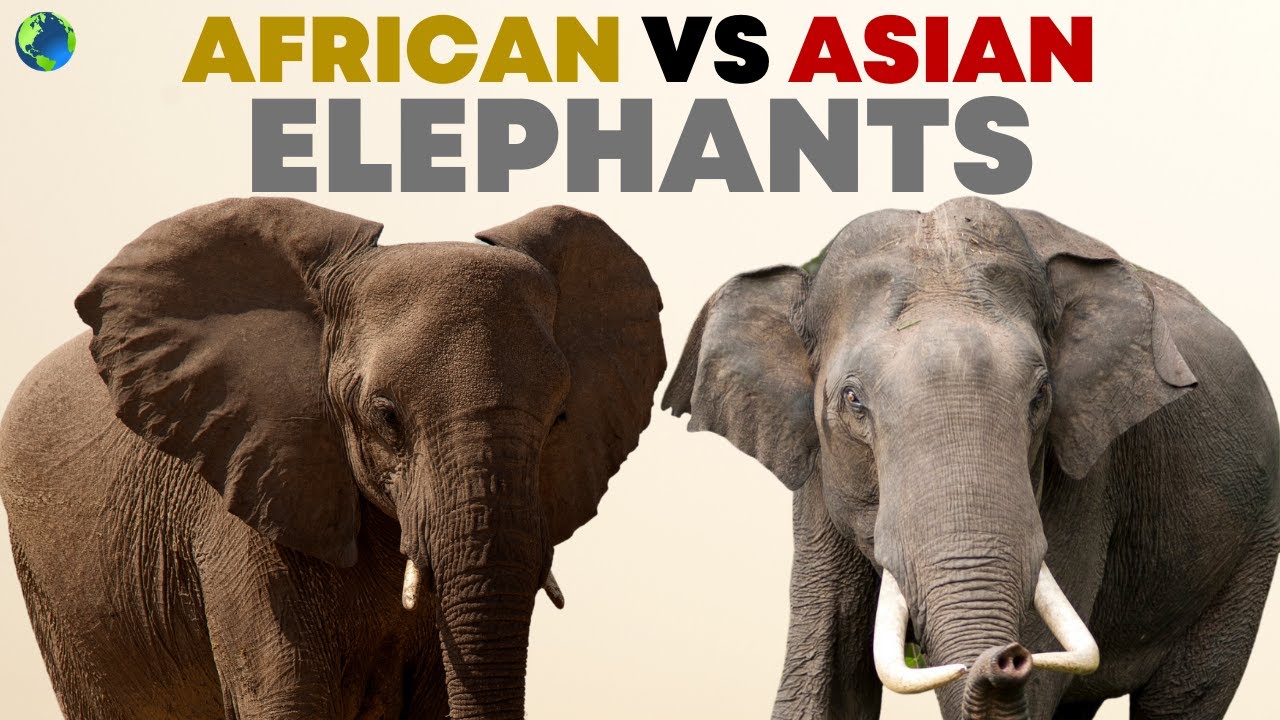 What's the Difference? African Elephants and Asian Elephants