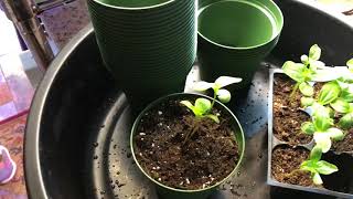 How to Pot-Up Giant Zinnia Seedlings grown inside the house, using grow lights during winter.