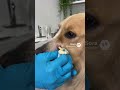 extraccion acne canino.. #grano #acne #extracción #puntonegro #perros