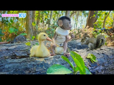 Cute Monkeys Playing Under Trees With Squirrels and Ducks