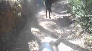 Horseriding in Mallorca mountains