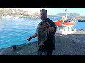 White seabream handline fishing   pesca sargo linha na mo   