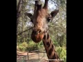 Funny giraffe enjoying some treats