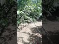 الخوخ من المزرعة